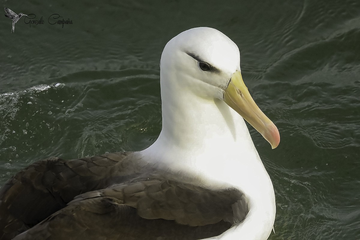 Чернобровый альбатрос - ML285113721