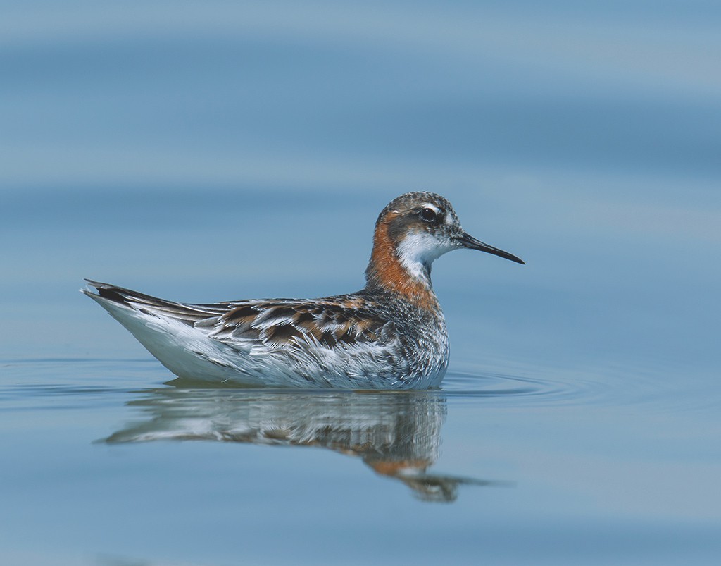 Red-necked Phalarope - ML28511391