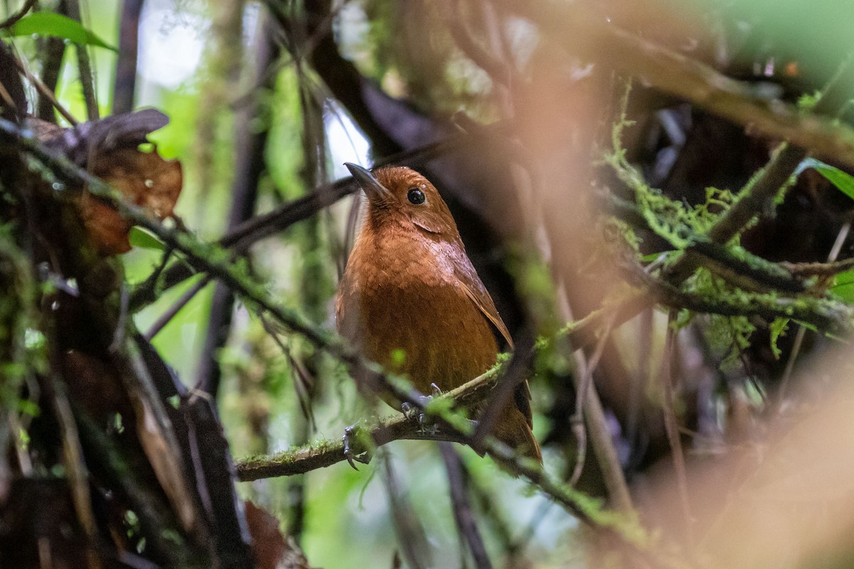 Oxapampa Antpitta - ML285114321