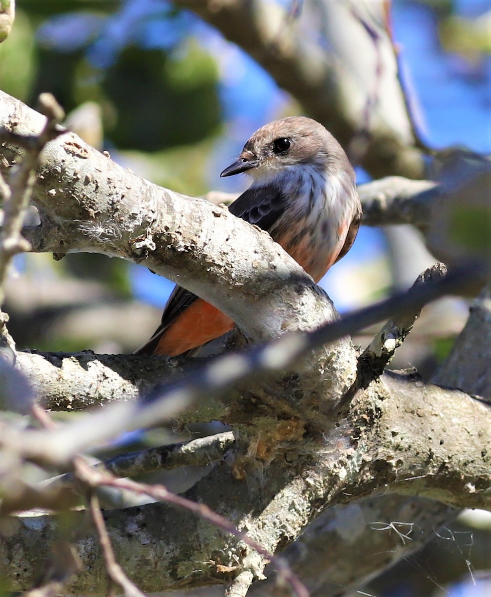 Vermilion Flycatcher - Mike Riley