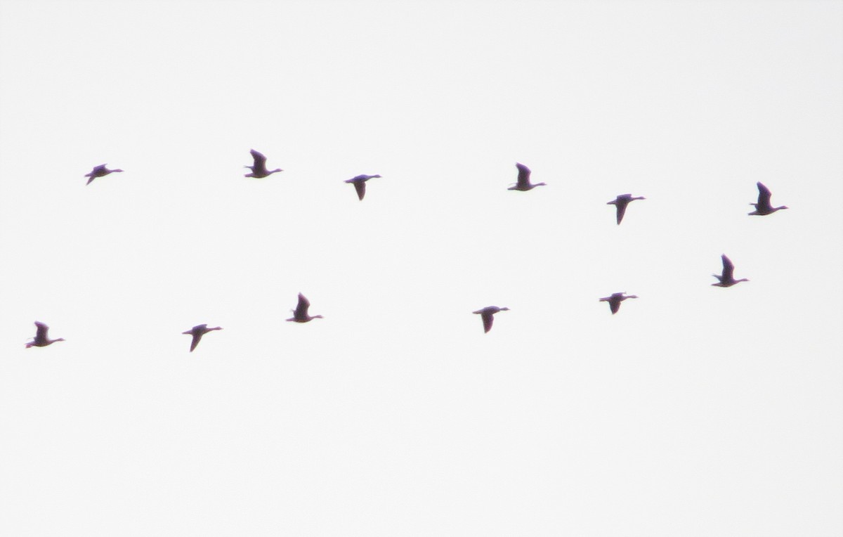 Greater White-fronted Goose - ML285115311