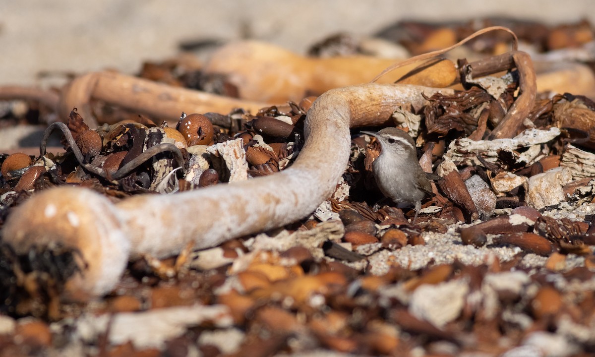 Bewick's Wren (spilurus Group) - ML285115391