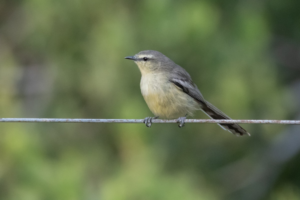 Greater Wagtail-Tyrant - ML285117871