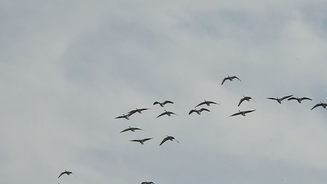 Bar-headed Goose - ML285118811