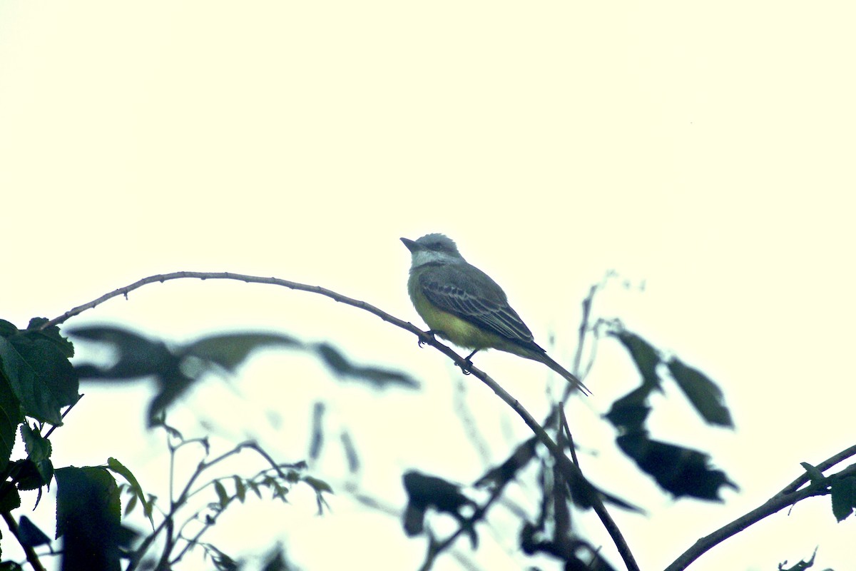 Tropical Kingbird - Gabriel Willow