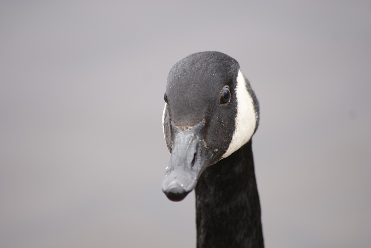 Canada Goose (canadensis Group) - Daniel Branch