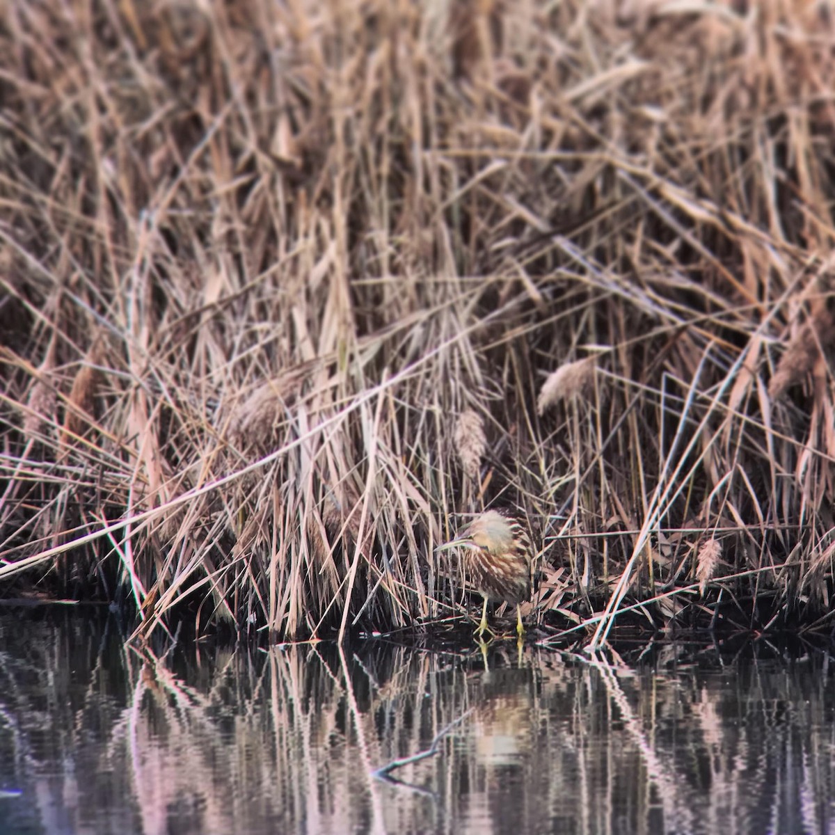 American Bittern - ML285120771