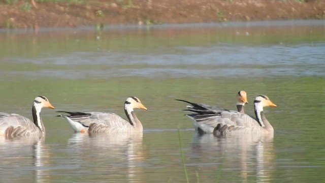 Bar-headed Goose - ML285121461