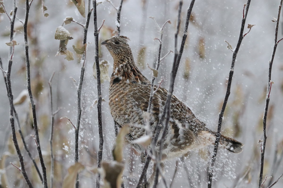 Ruffed Grouse - Elwin Johnson