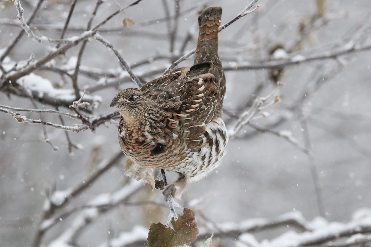 Ruffed Grouse - ML285123681