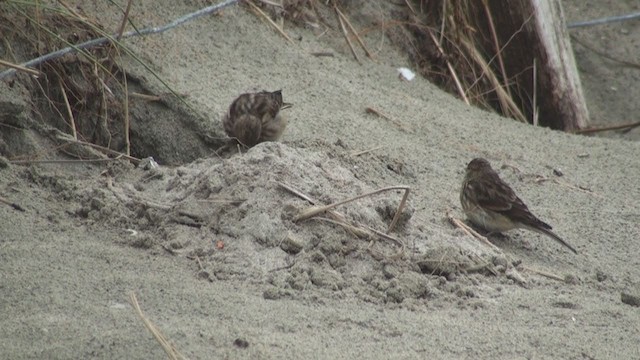 Fanello nordico - ML285125981