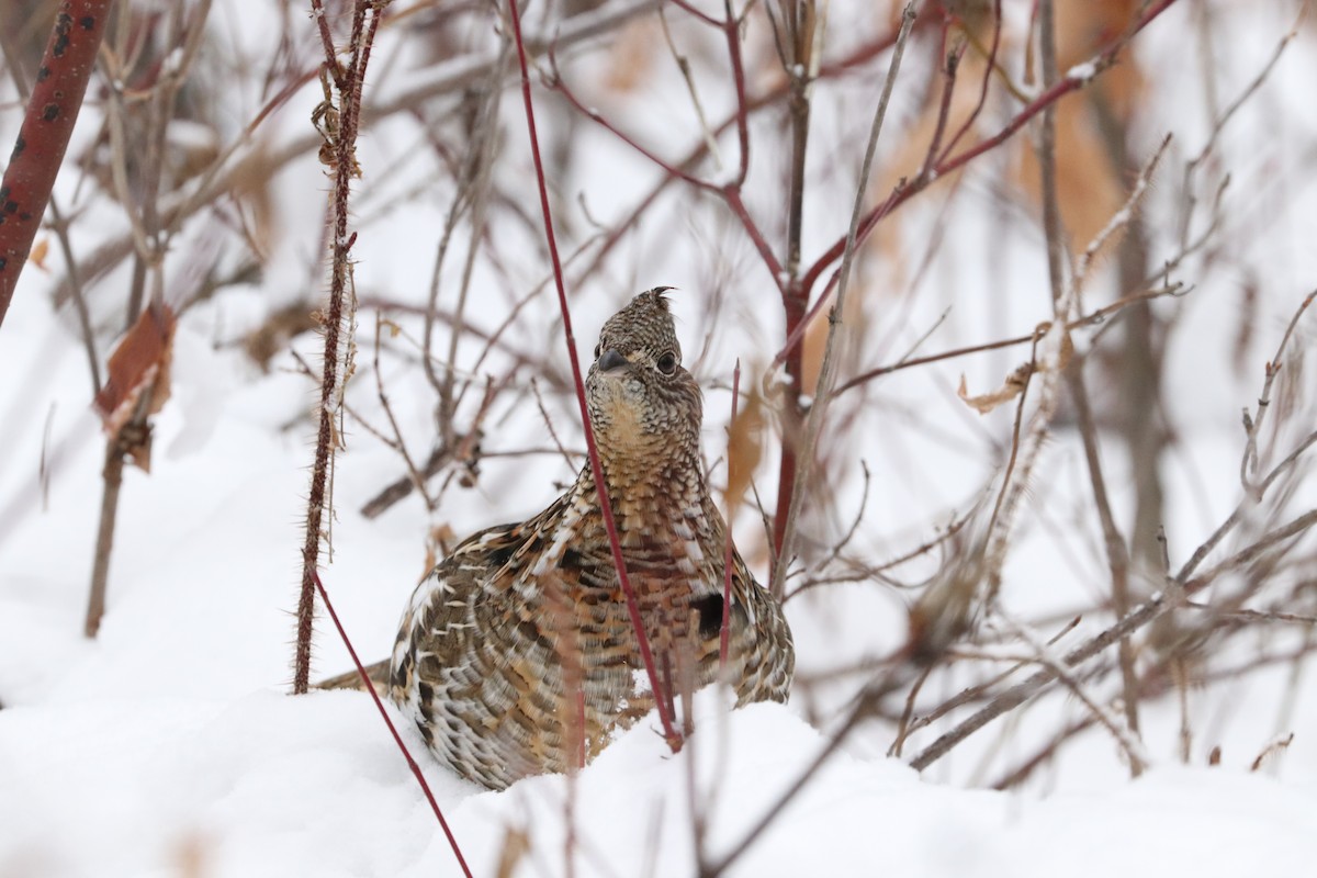 Ruffed Grouse - ML285126351