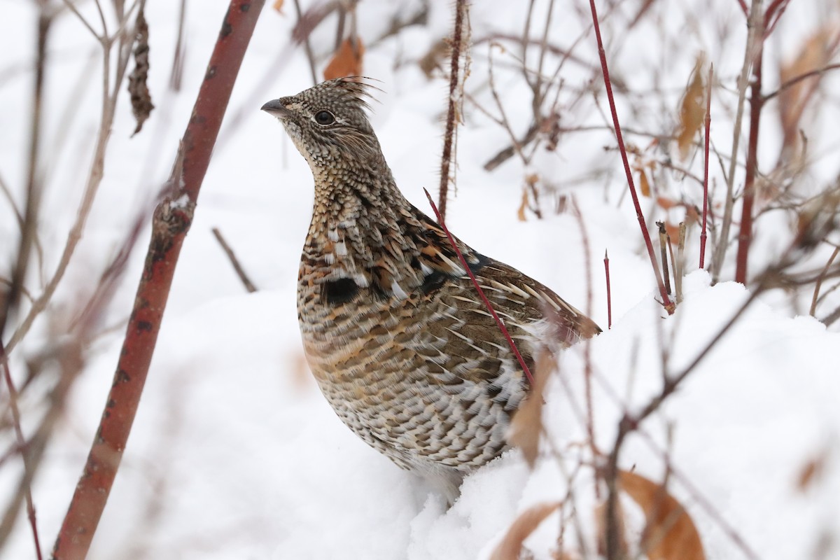 Ruffed Grouse - ML285126361