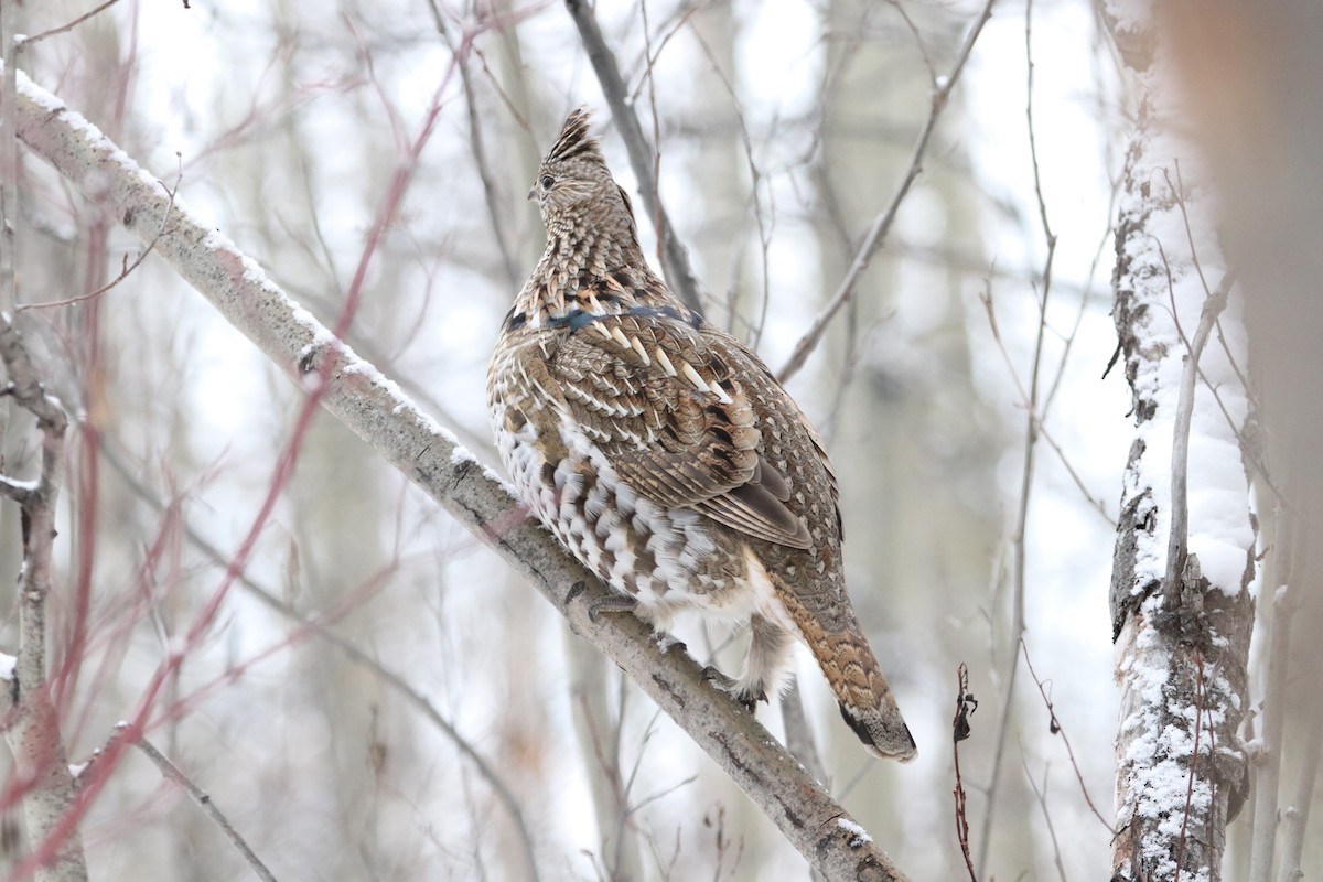 Ruffed Grouse - ML285126391