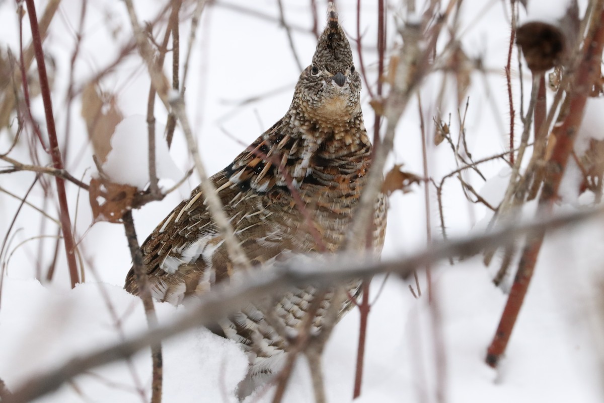 Ruffed Grouse - Elwin Johnson