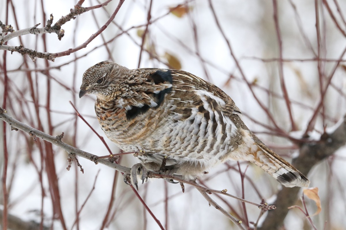 Ruffed Grouse - ML285126491