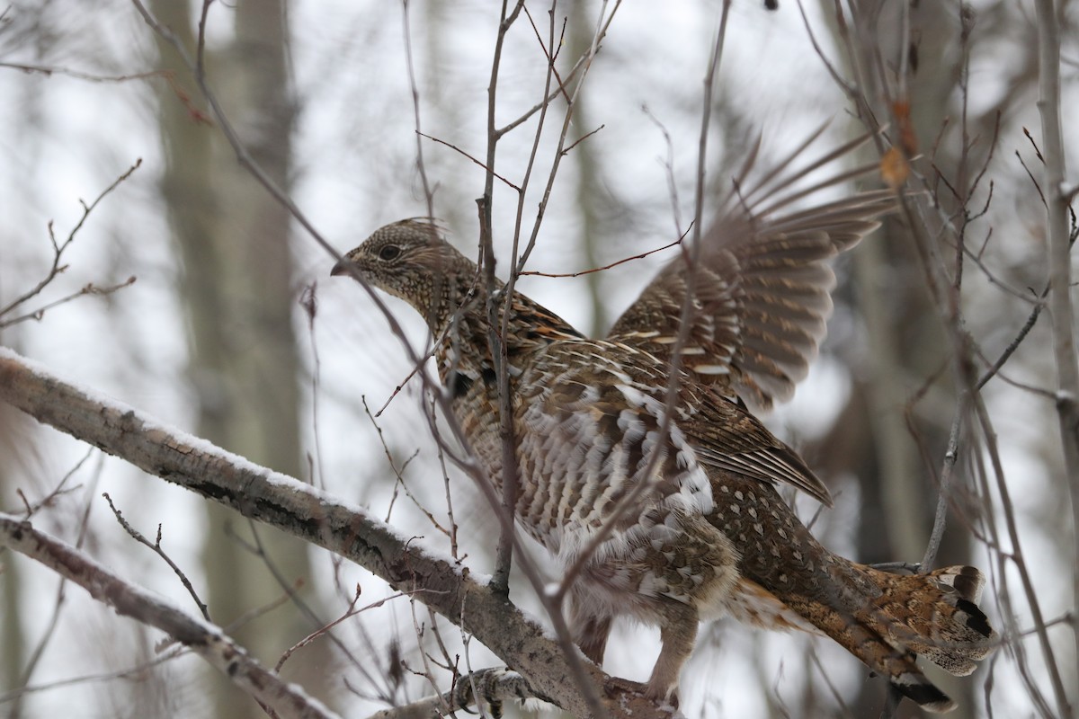 Ruffed Grouse - ML285126541