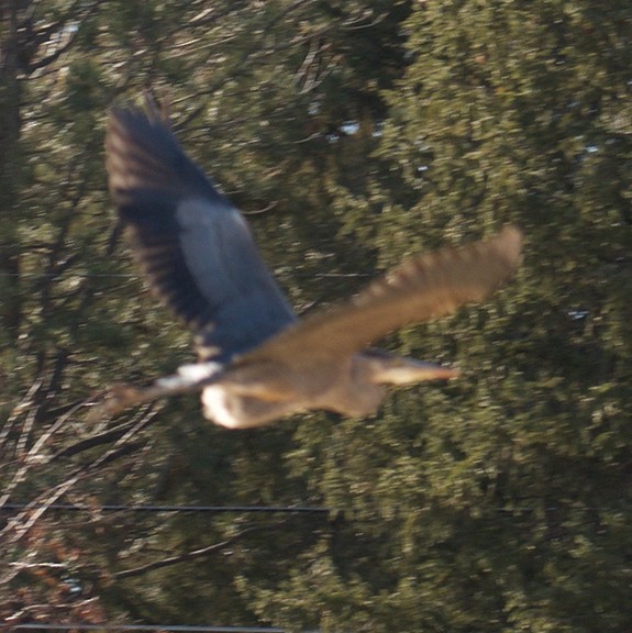 Great Blue Heron - ML285126921