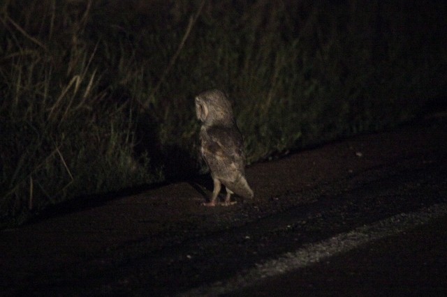 Barn Owl - ML28512701