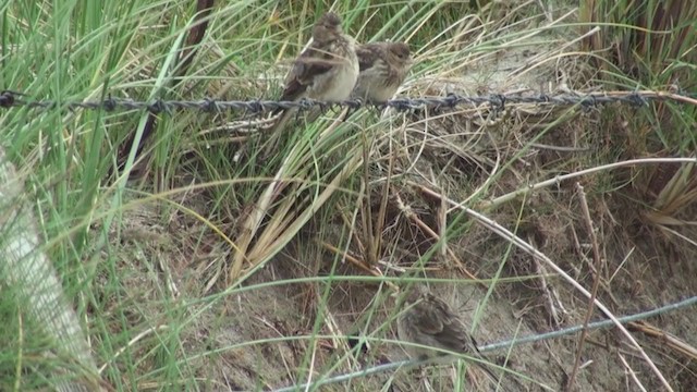 Twite - ML285127081