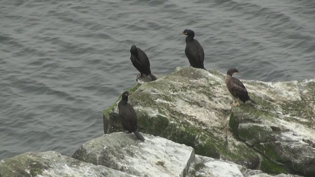 Cormorán Moñudo (Atlántico) - ML285128021