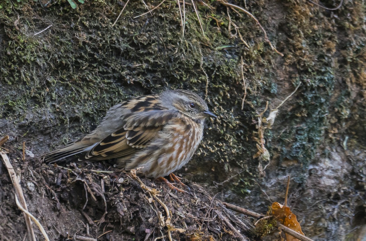 Altai Accentor - ML285128771