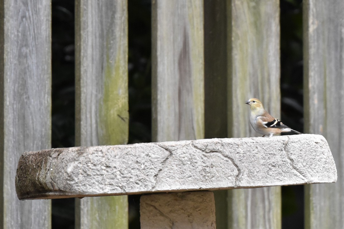 American Goldfinch - ML285128851