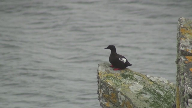 Black Guillemot - ML285129861