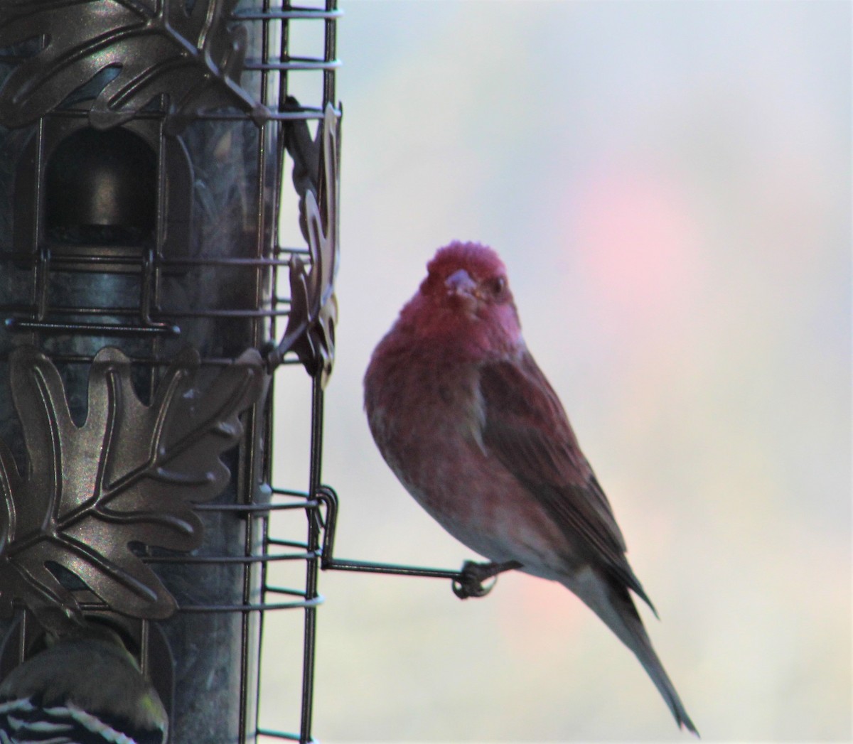 Purple Finch - ML285130451