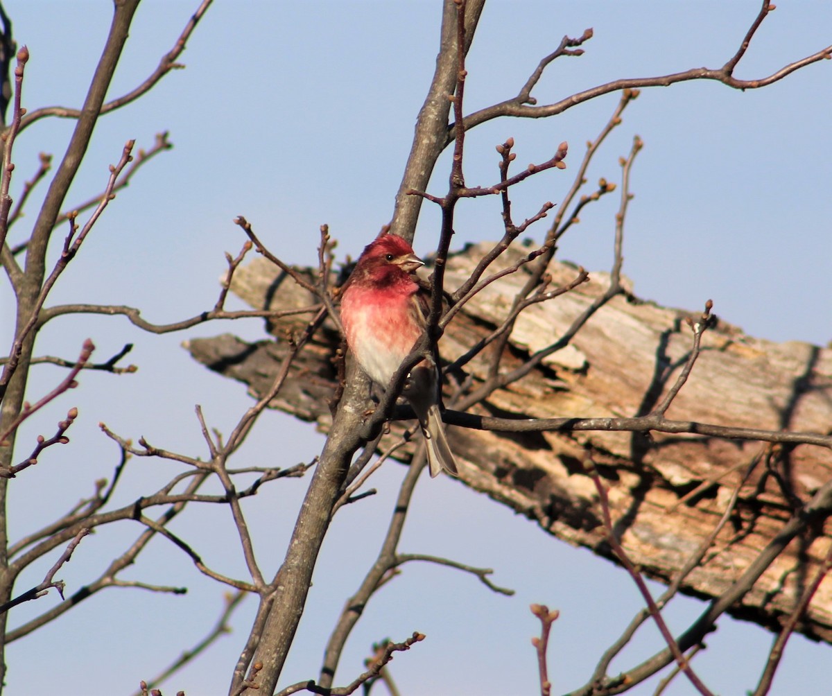 Purple Finch - ML285130521