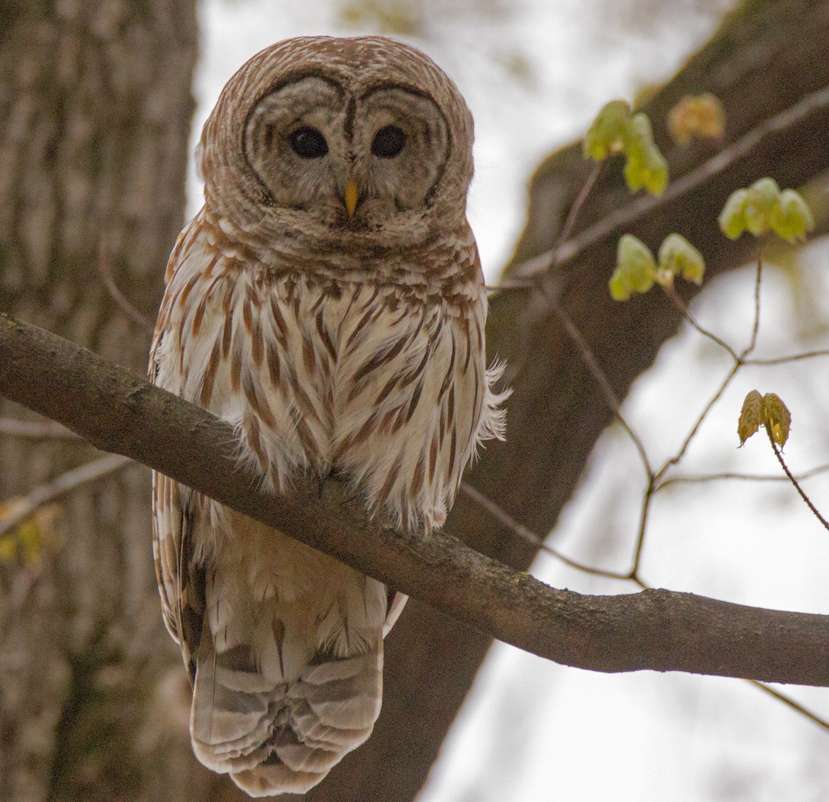 Barred Owl - Lorri Howski 🦋