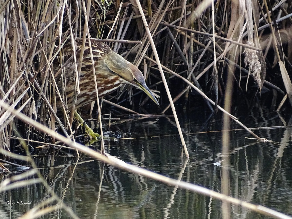 American Bittern - ML285130671