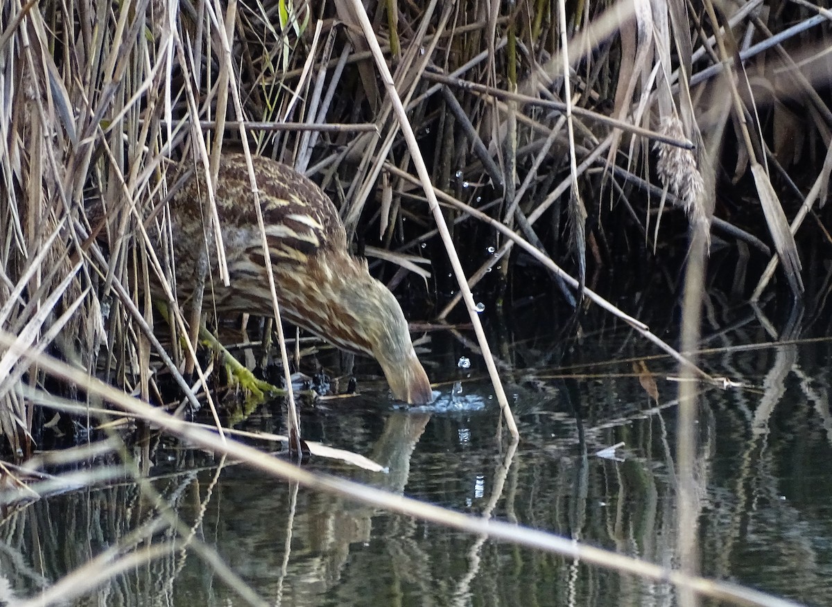American Bittern - ML285130681
