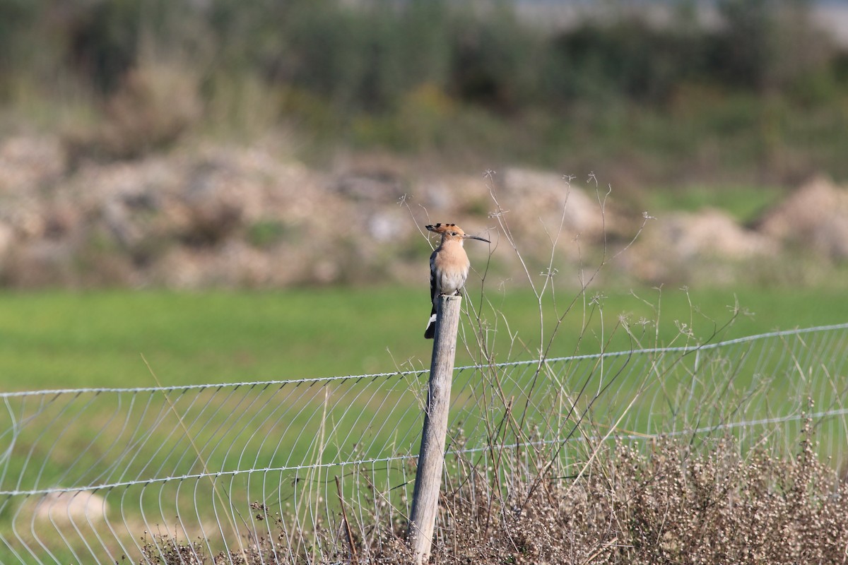 Common Hoopoe - ML285131171