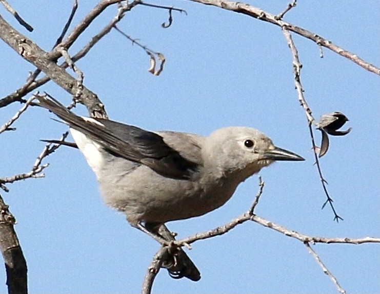 Clark's Nutcracker - ML285132071