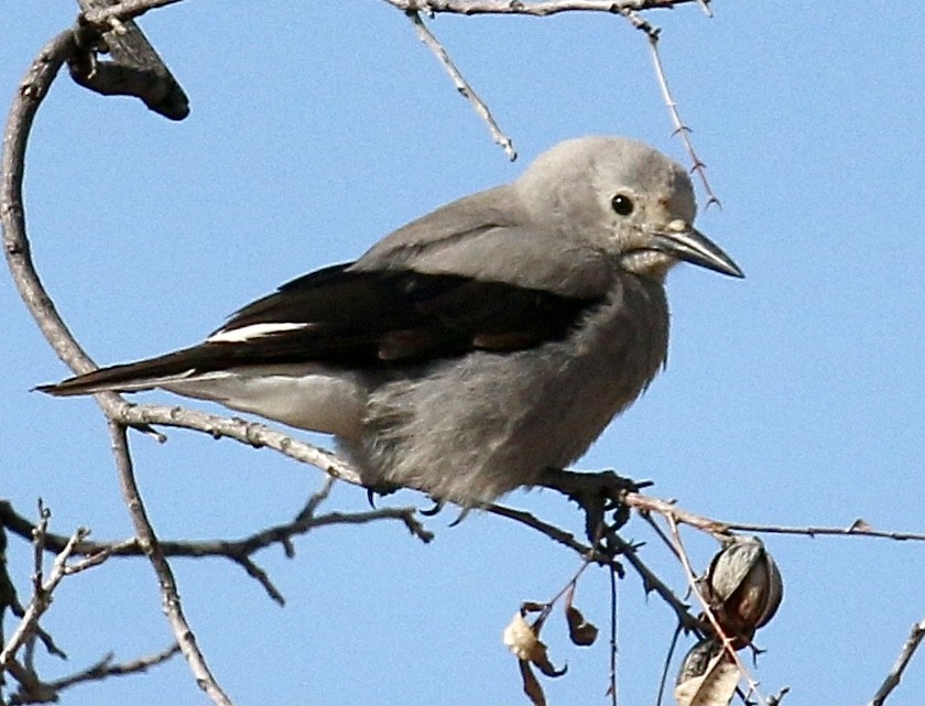 Clark's Nutcracker - ML285132081