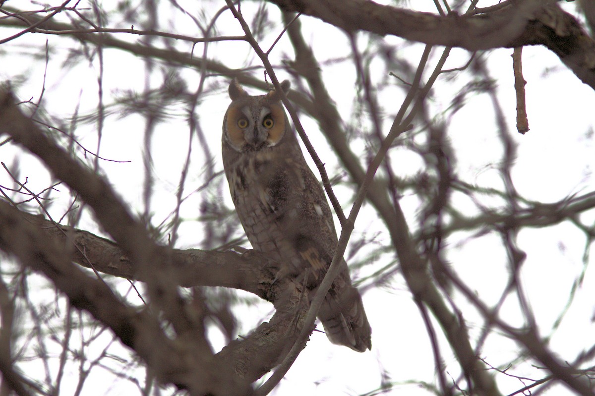 Long-eared Owl - ML285132161