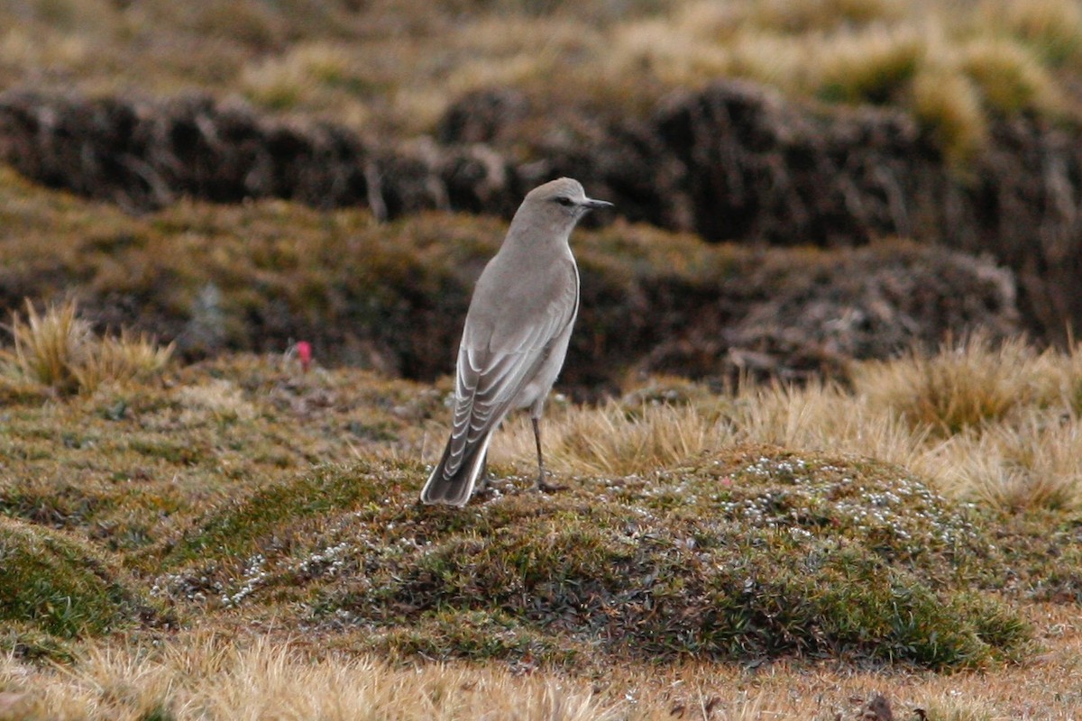 White-fronted Ground-Tyrant - Oscar Johnson