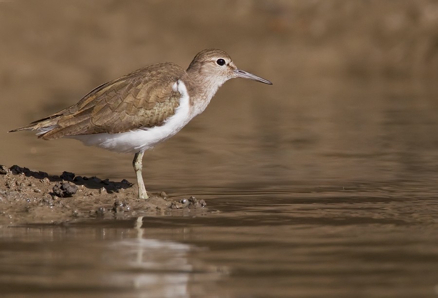 Common Sandpiper - ML285132931