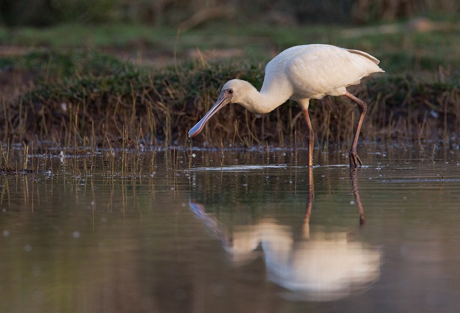 African Spoonbill - ML285132981