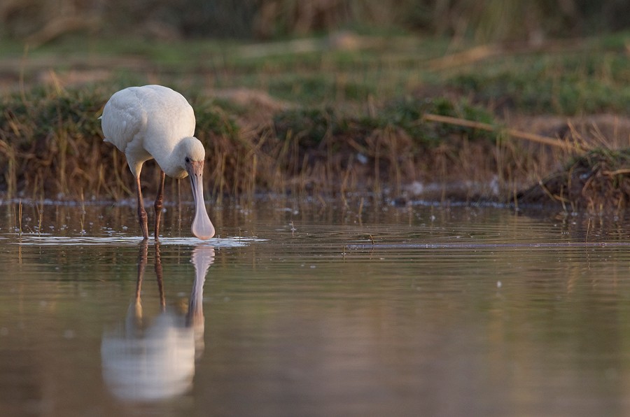 African Spoonbill - ML285133001