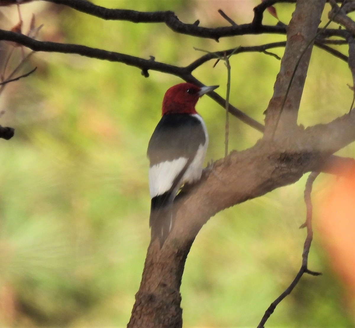 Pic à tête rouge - ML285133061