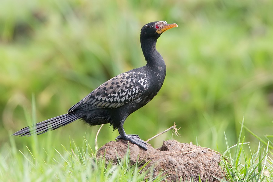 Long-tailed Cormorant - Paul Cools