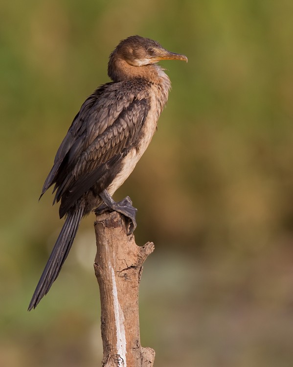 Long-tailed Cormorant - Paul Cools