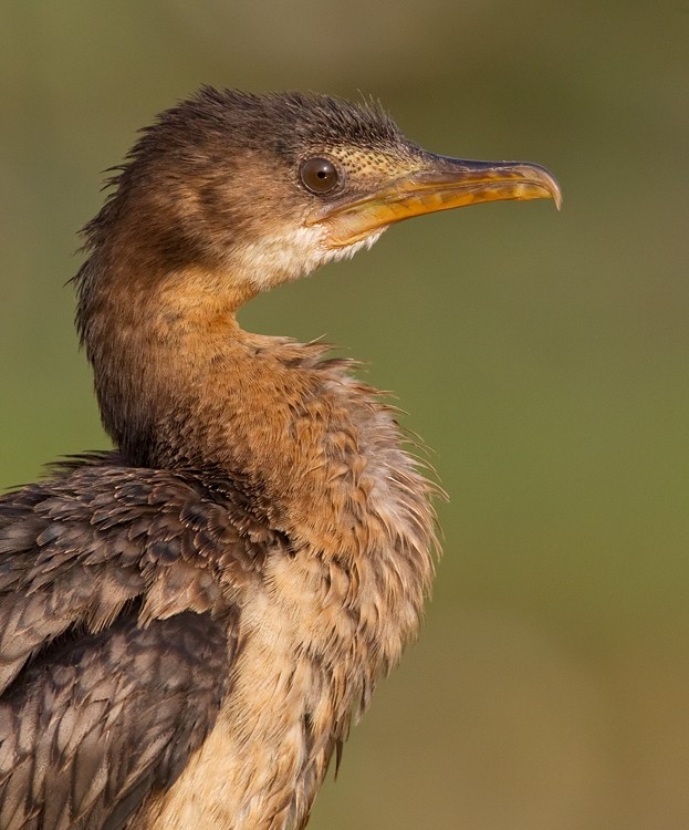 Long-tailed Cormorant - ML285133121