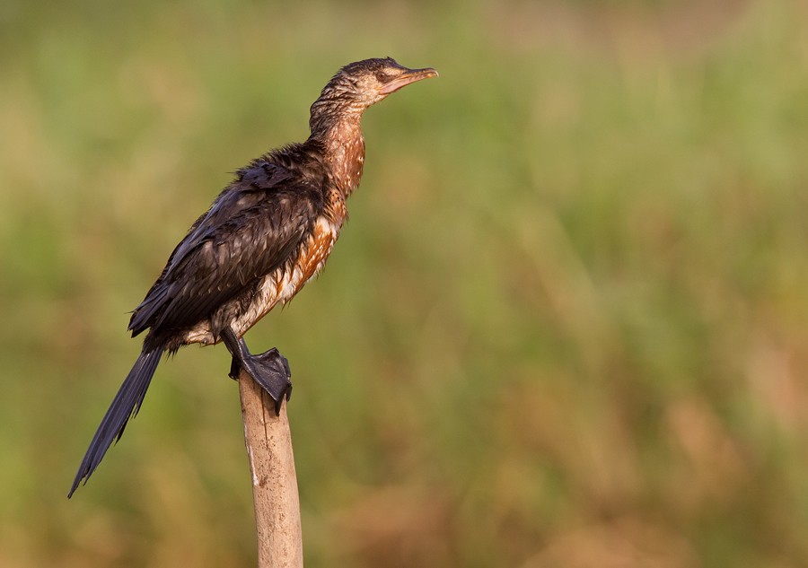 Long-tailed Cormorant - ML285133131