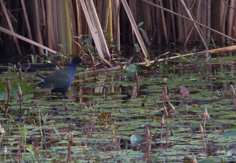 Allen's Gallinule - ML285133341