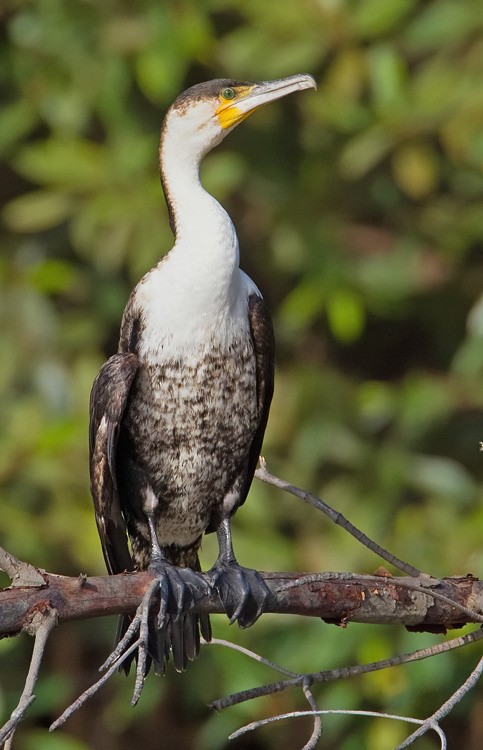 Great Cormorant (White-breasted) - ML285135001