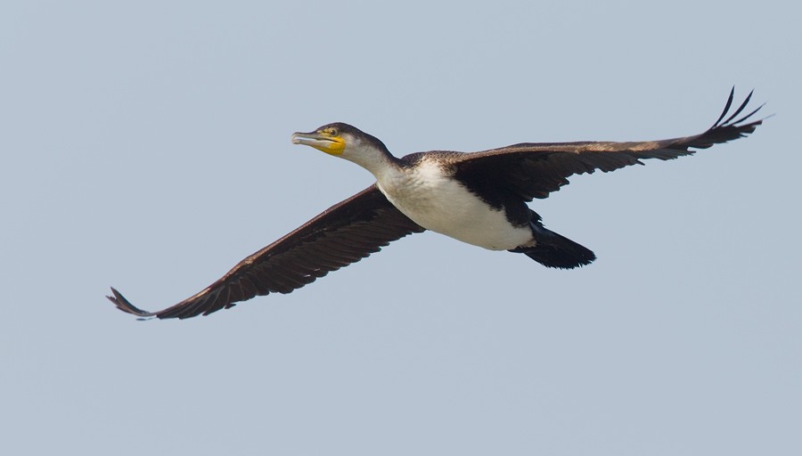 Great Cormorant (White-breasted) - ML285135011