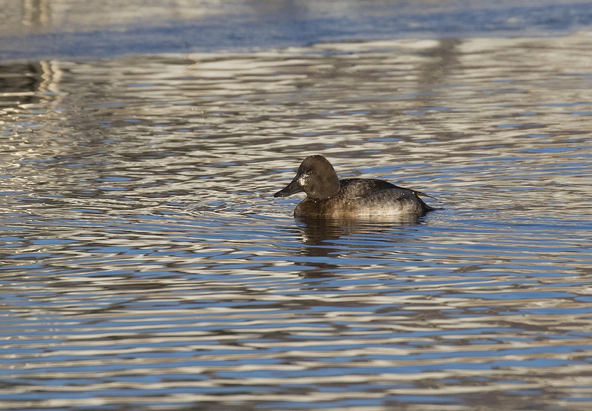 Aythya sp. - ML285138631